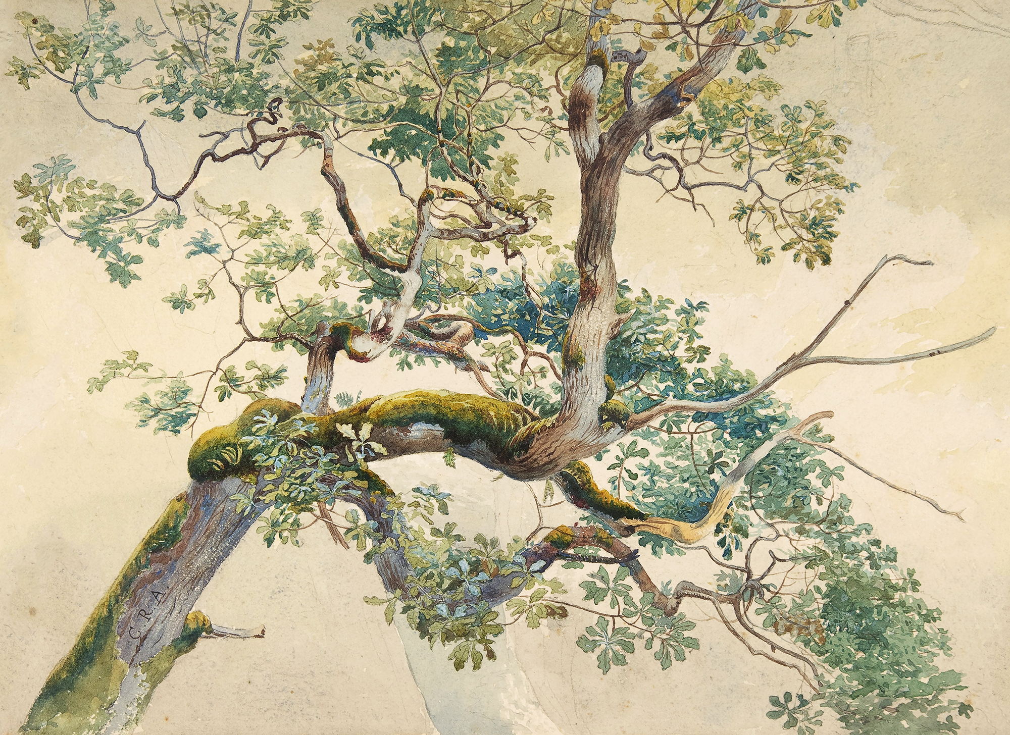 Alder - Tree Branch Watercolour Art Wallpaper Mural
