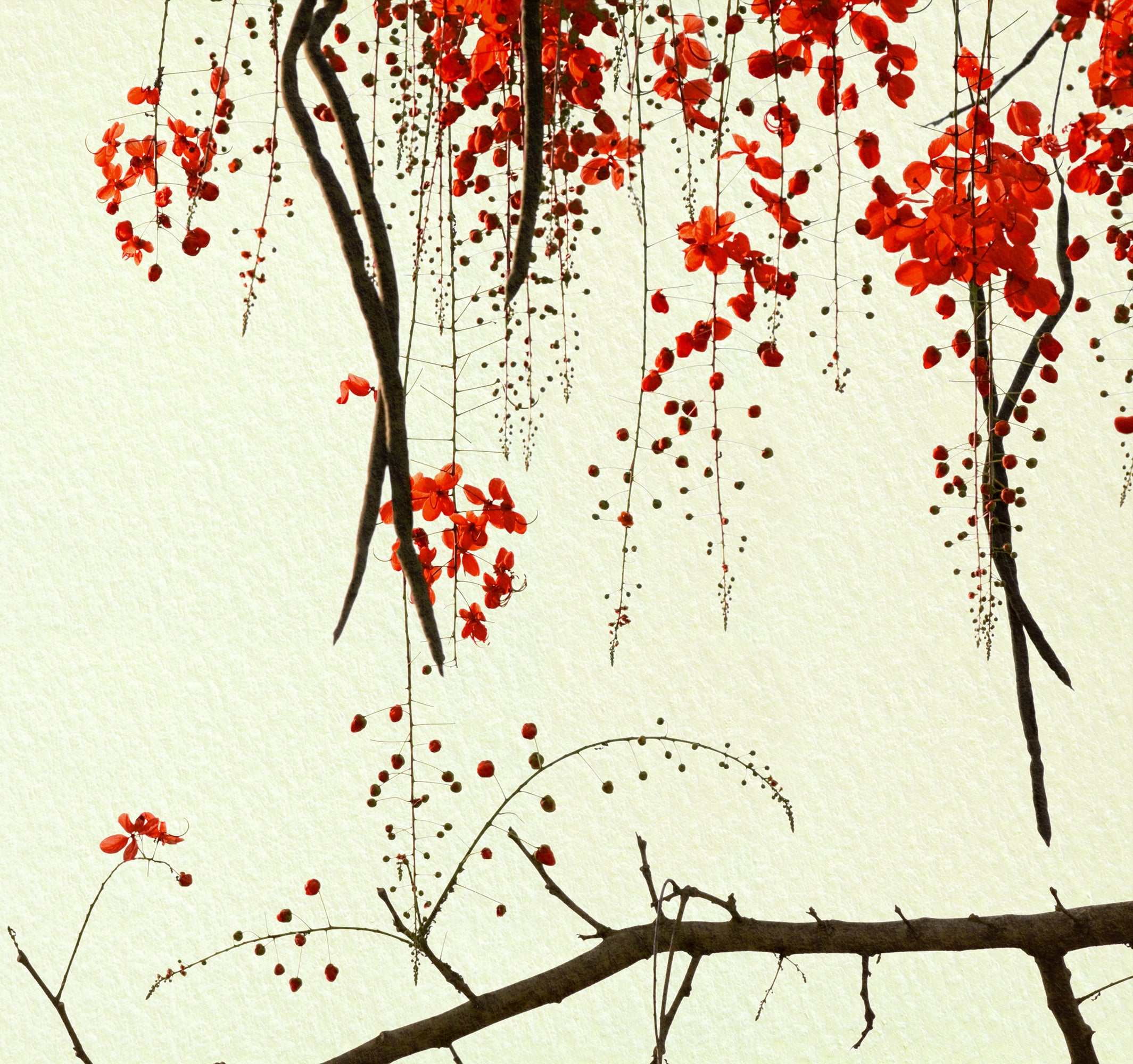 Crimson_Blossom_Wallpaper_Mural_Artwork