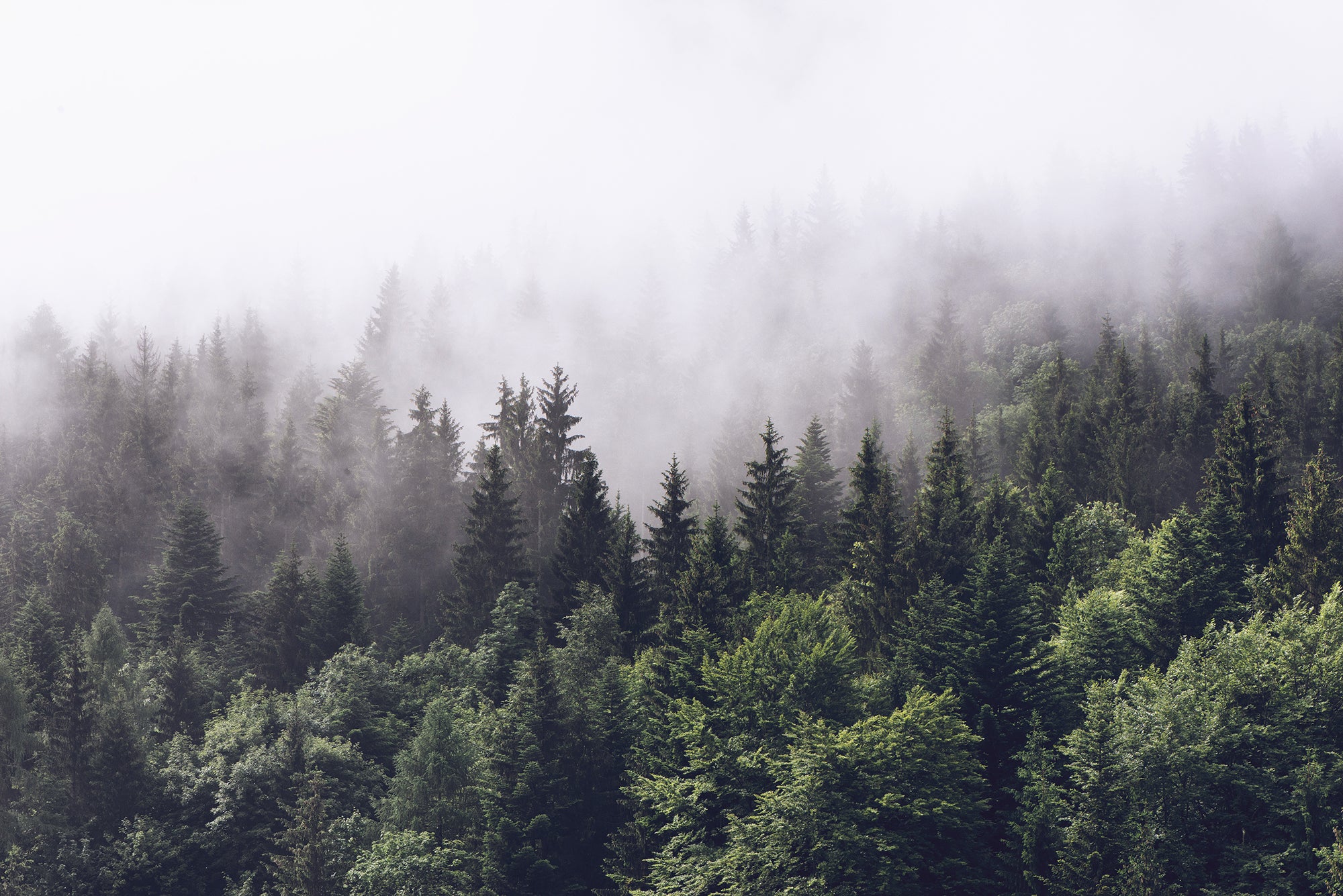 Background In Forest Real Forest Background