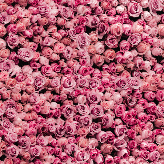 Juliet Hot Pink Rose Flower Wall Full Pattern