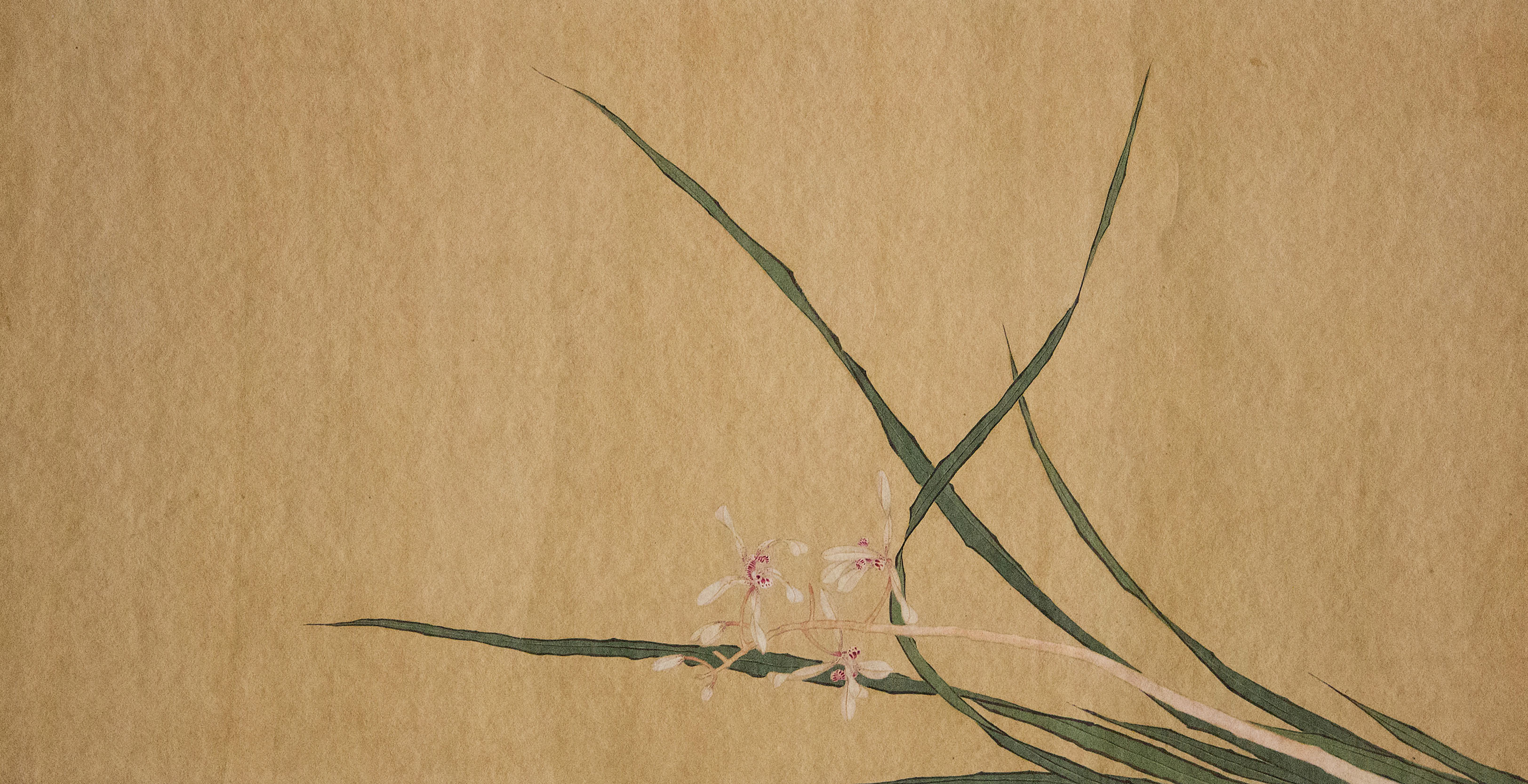 Orchid - Japanese Pink Orchid Ink Painting Wallpaper Mural