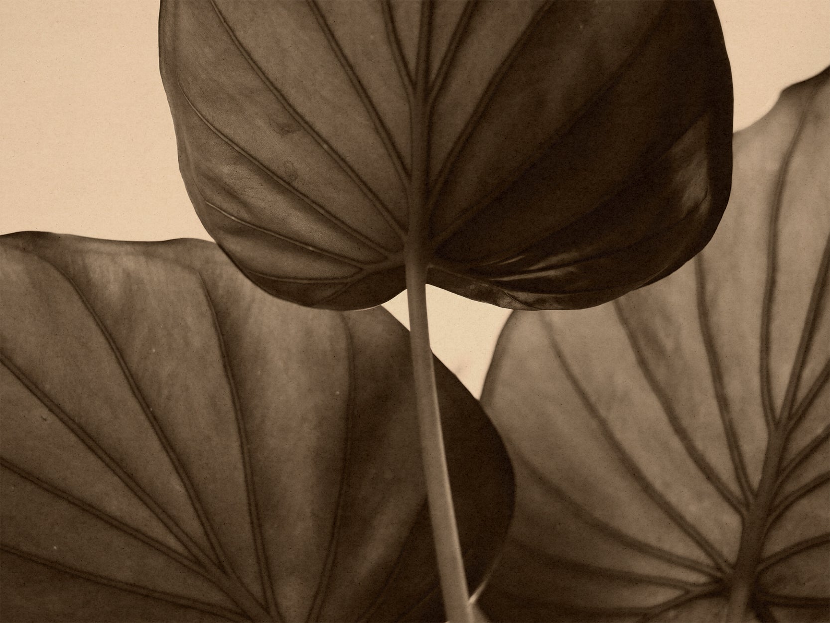 Sienna Wallpaper Sepia-toned leaves with a focus on texture and veins