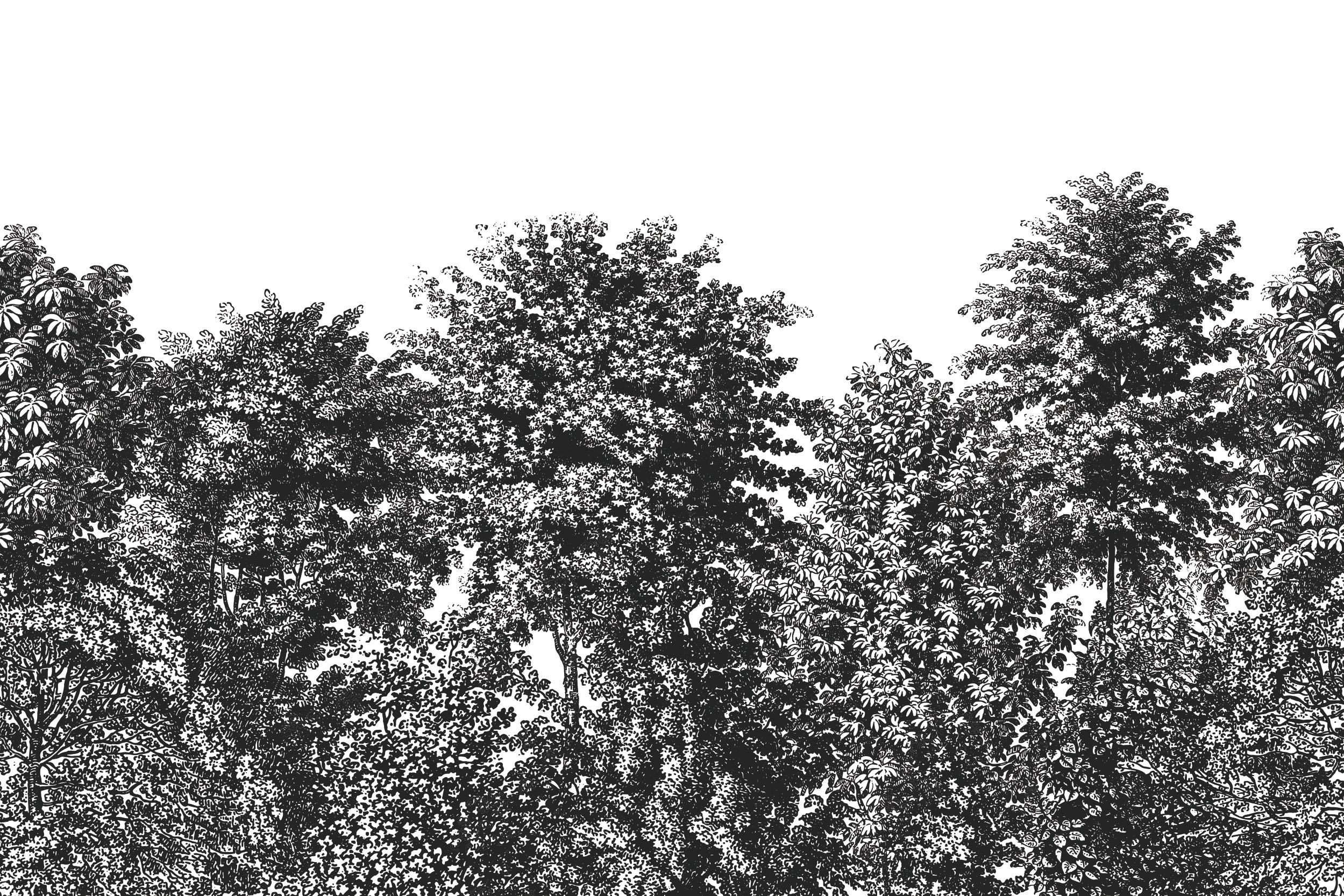 Deciduous Black - Mono Panoramic Etched Trees Scene Wallpaper Mural Full Artwork