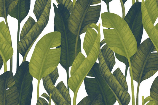 Renkak Green leaves on a White background wallpaper mural artwork | WallpaperMural.com