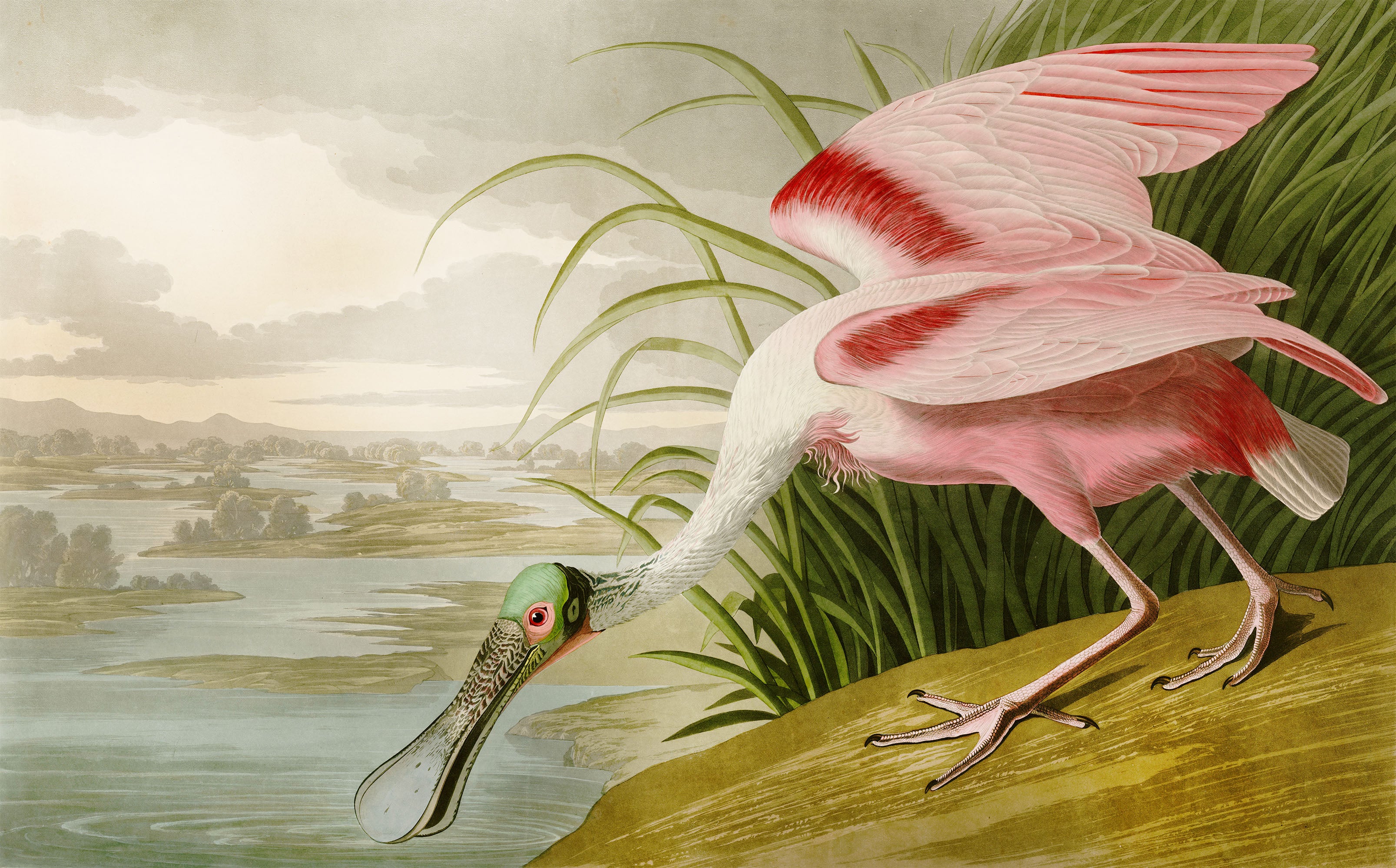 Spoonbill-Pink-Birds-of-America-Wallpaper-Mural-from-WallpaperMural.com