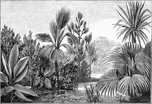 Mural Los Trópicos - Grabado Tropical Vintage